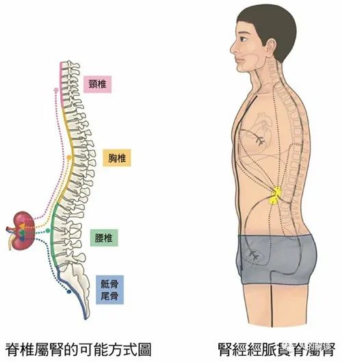 神奇的肾经，连通任督二脉