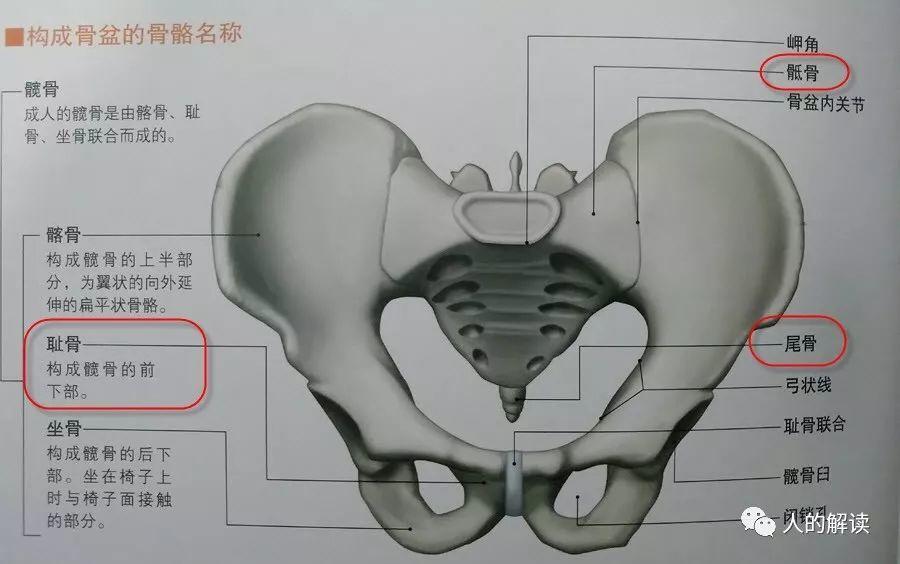 第二脉轮：生殖轮，性能量的转换你必须要学会