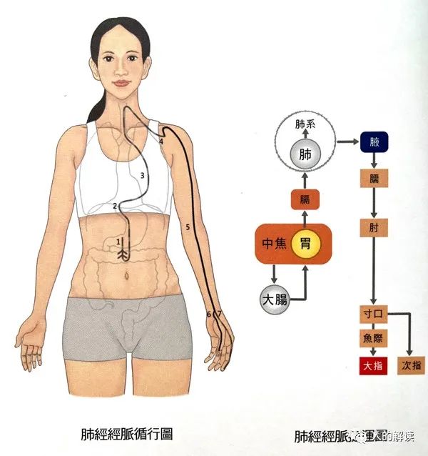 第一条经络：肺经，你的能量通路起点必须畅通