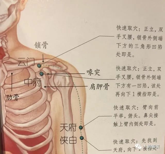 你的这些问题，都能通过肺经来调治