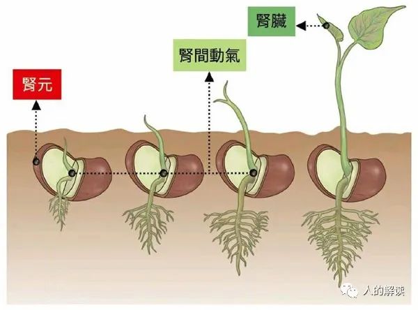 肾经与三脉七轮，你的先天之本要看好