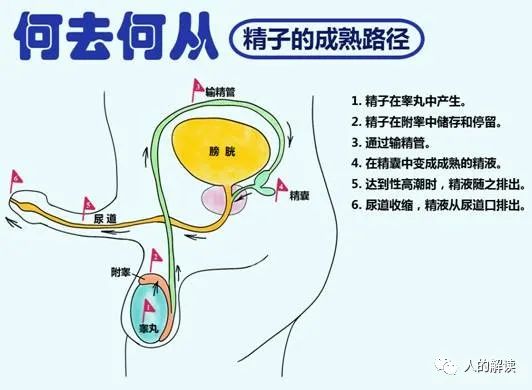 神奇的肾经，连通任督二脉