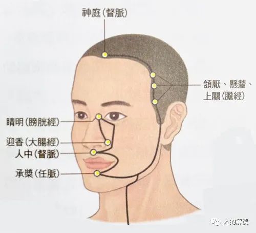 第三条经络：胃经，你的食欲和性欲都取决于它