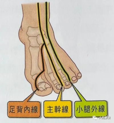 第三条经络：胃经，你的食欲和性欲都取决于它