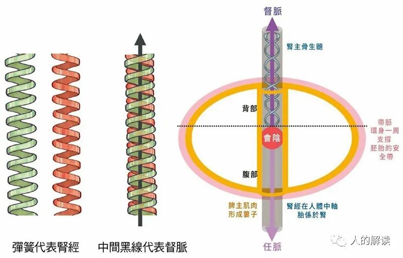 肾经与三脉七轮，你的先天之本要看好