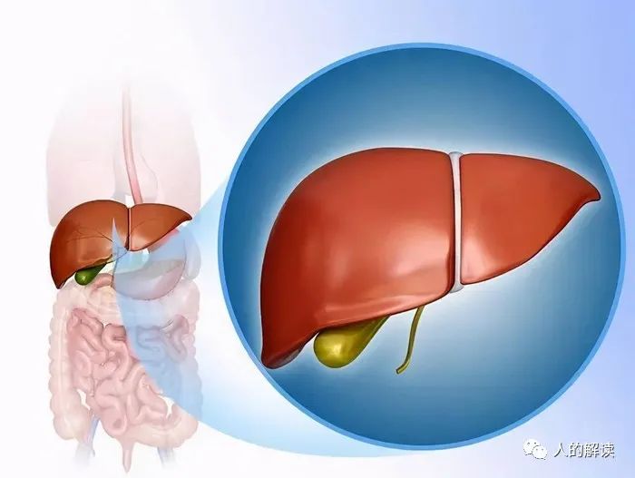 神奇的肝脏，不可思议的奥秘