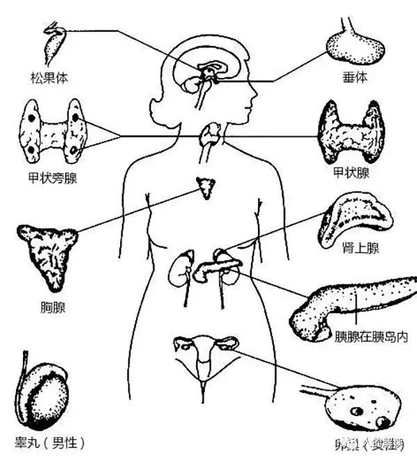 六腑之外的奥秘：奇恒之腑和三魂七魄