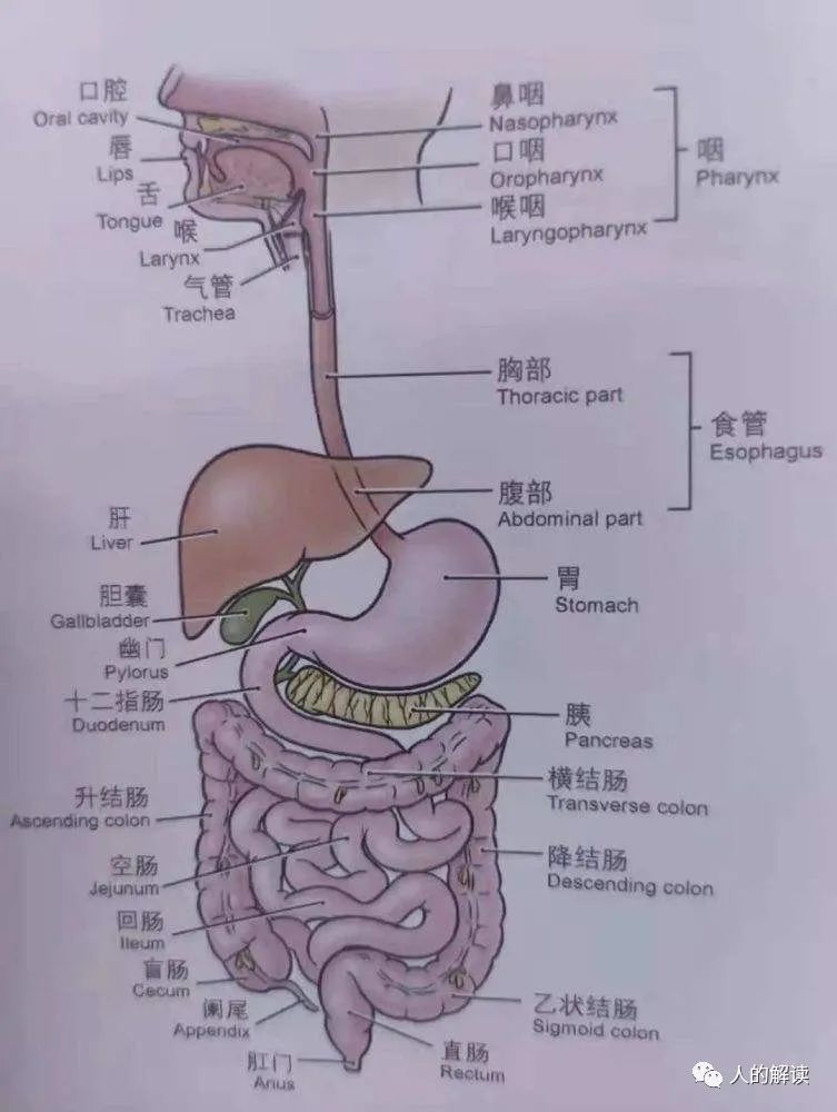 第二条经络：大肠经，被星宿眷顾的能量通路