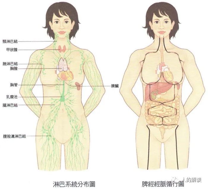 第四条经络：脾经，升清降浊的能量大道