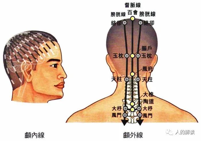 顶天立地的膀胱经，最强壮的保护盾