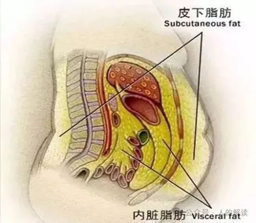 腹部的奥秘，情绪和力量储存在这里